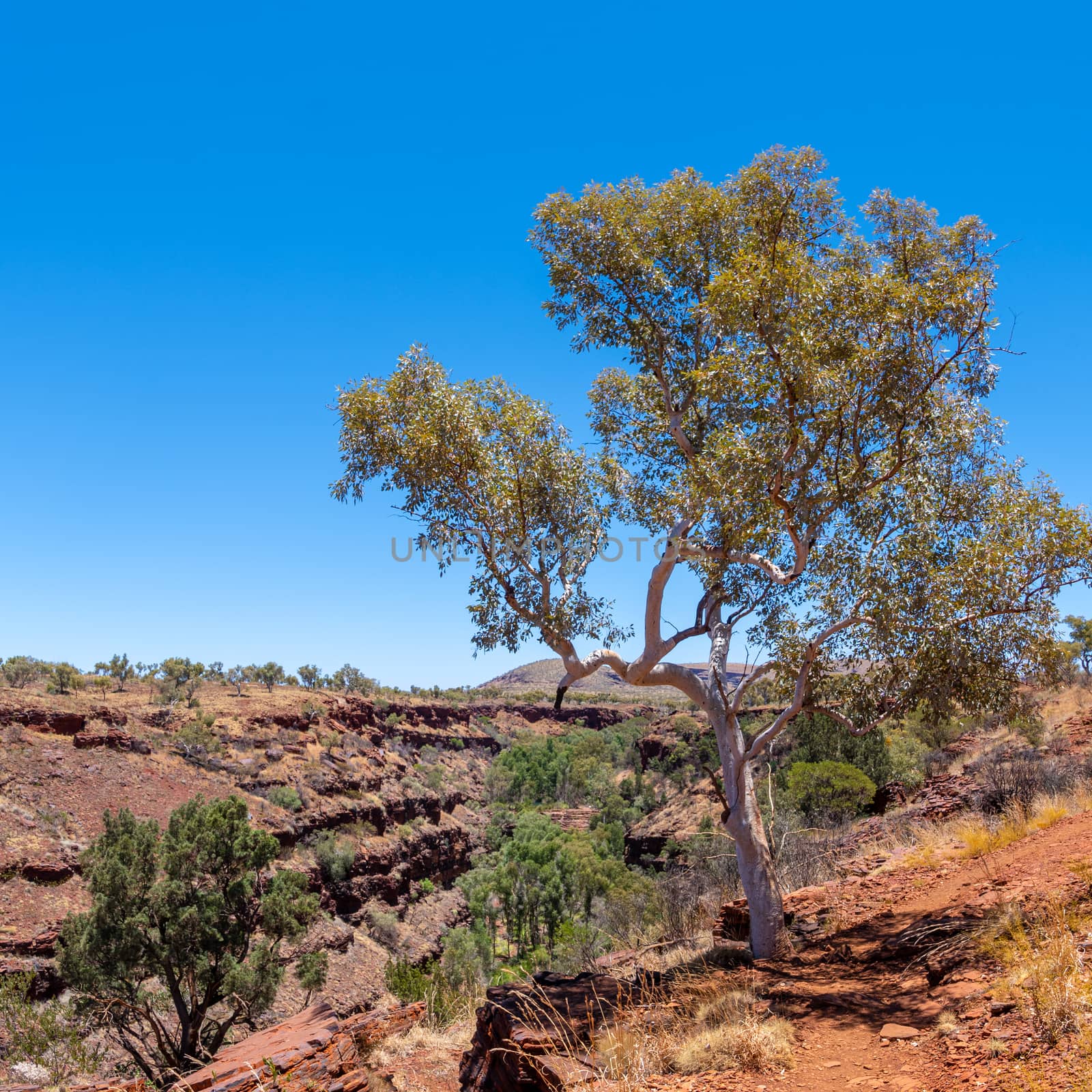 Old eucalyptus tree at the edge of Dales Gorge Karijini National Park by MXW_Stock