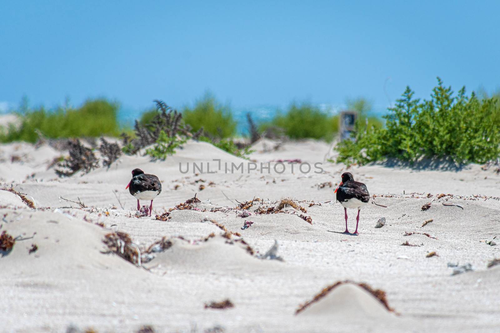 Oyster fisherman bird couple walking over dune landscape of Coral Bay by MXW_Stock