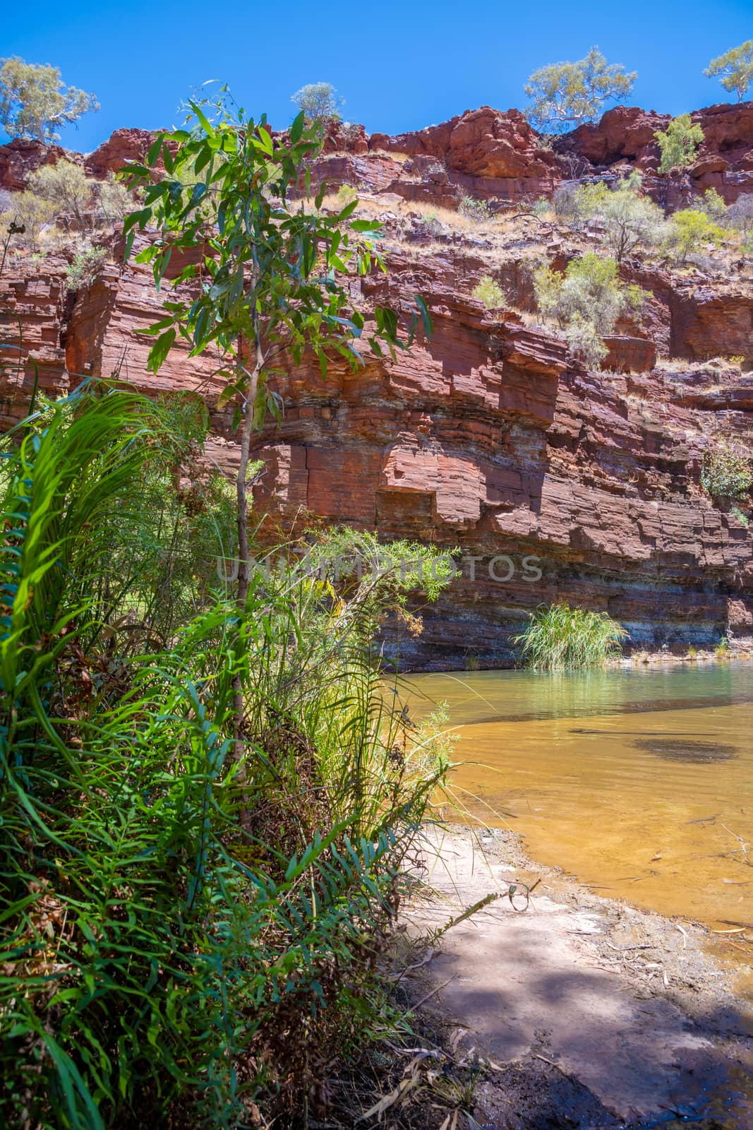 Pool and green vegetation at bottom of Dales Gorge Fortescue Falls Karijini National Park Australia