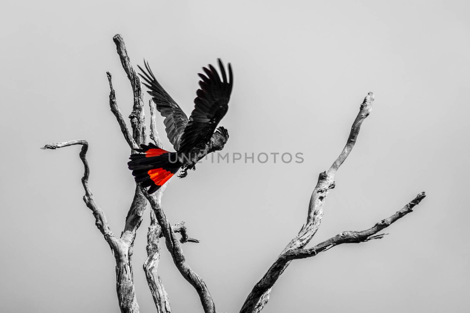Red tailed Black Cockatoo calyphtorhynchus Baksii in Avon Valley National Park in black white and red by MXW_Stock