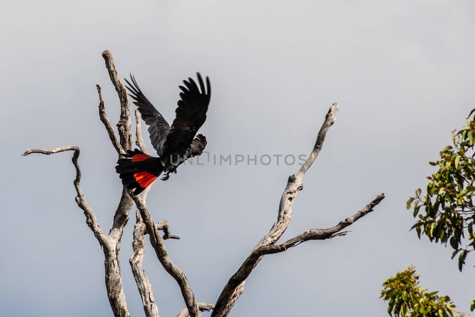 Red tailed Black Cockatoo calyphtorhynchus Baksii in Avon Valley National Park by MXW_Stock