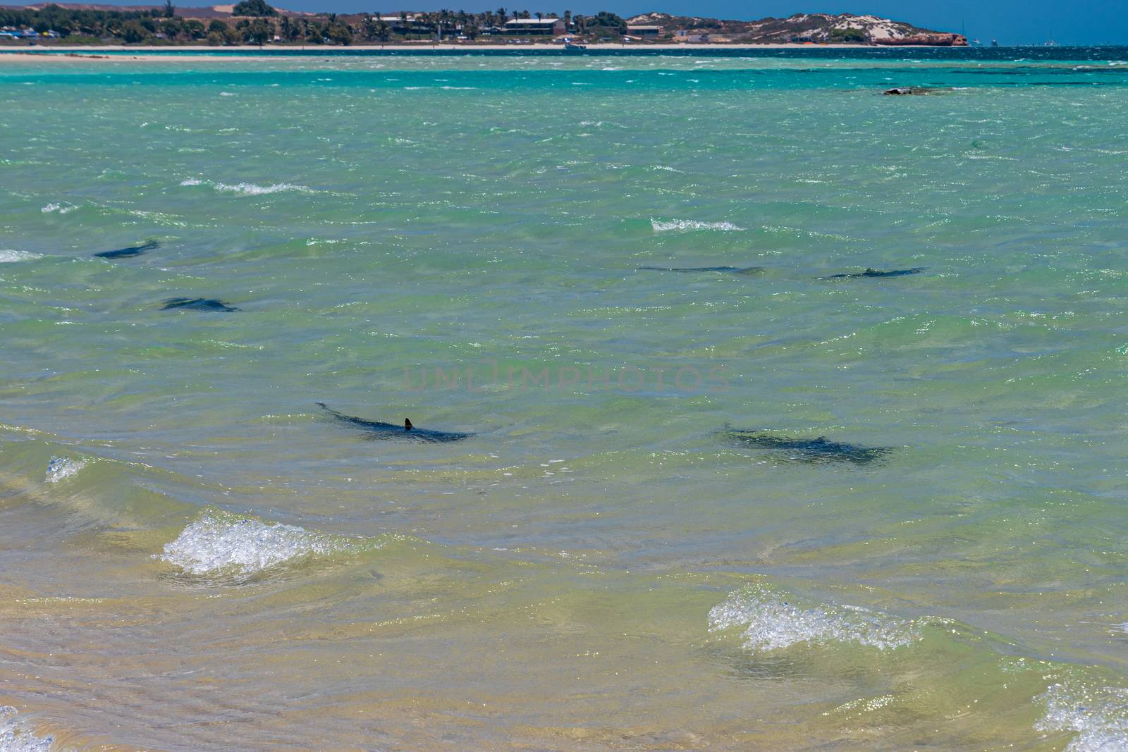 Reef sharks swimming along the beach close to Coral Bay Australia