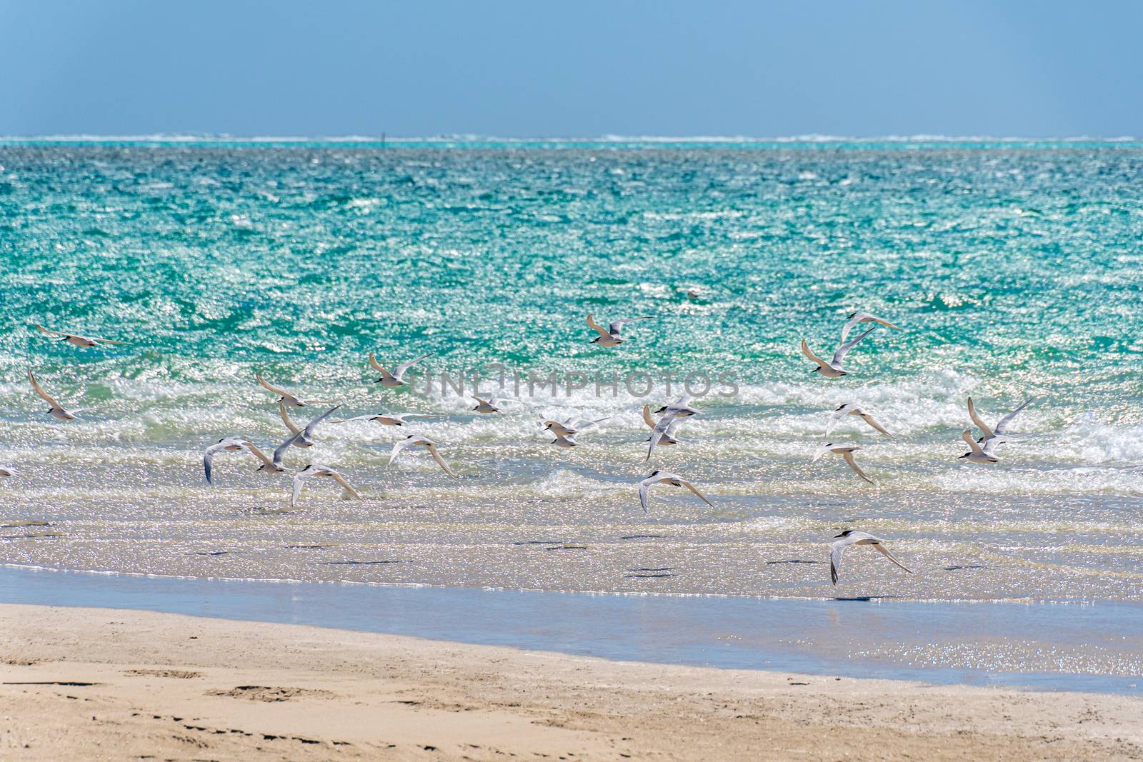 Seagull swarm at beach of Coral Bay in front of turquoise Indian Ocean by MXW_Stock