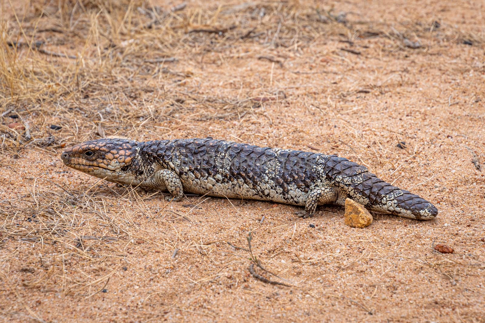 Shingleback Sleepy Lizard in John Forest National Park Western Australia by MXW_Stock
