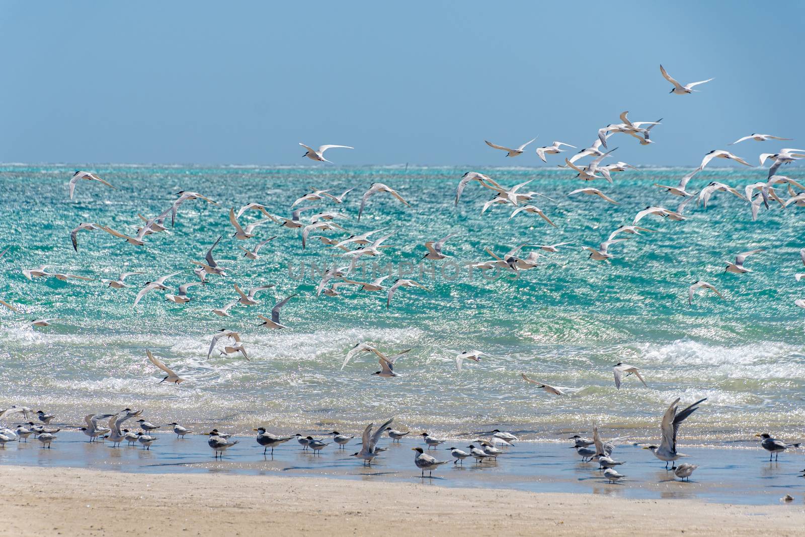 Seagull swarm at the beach of Coral Bay in front of the turquoise Indian Ocean