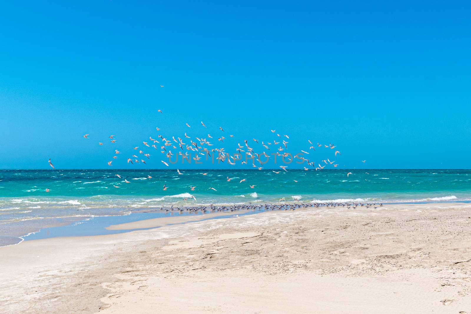 Swarm of seagulls at beach of Coral Bay starting to take off by MXW_Stock