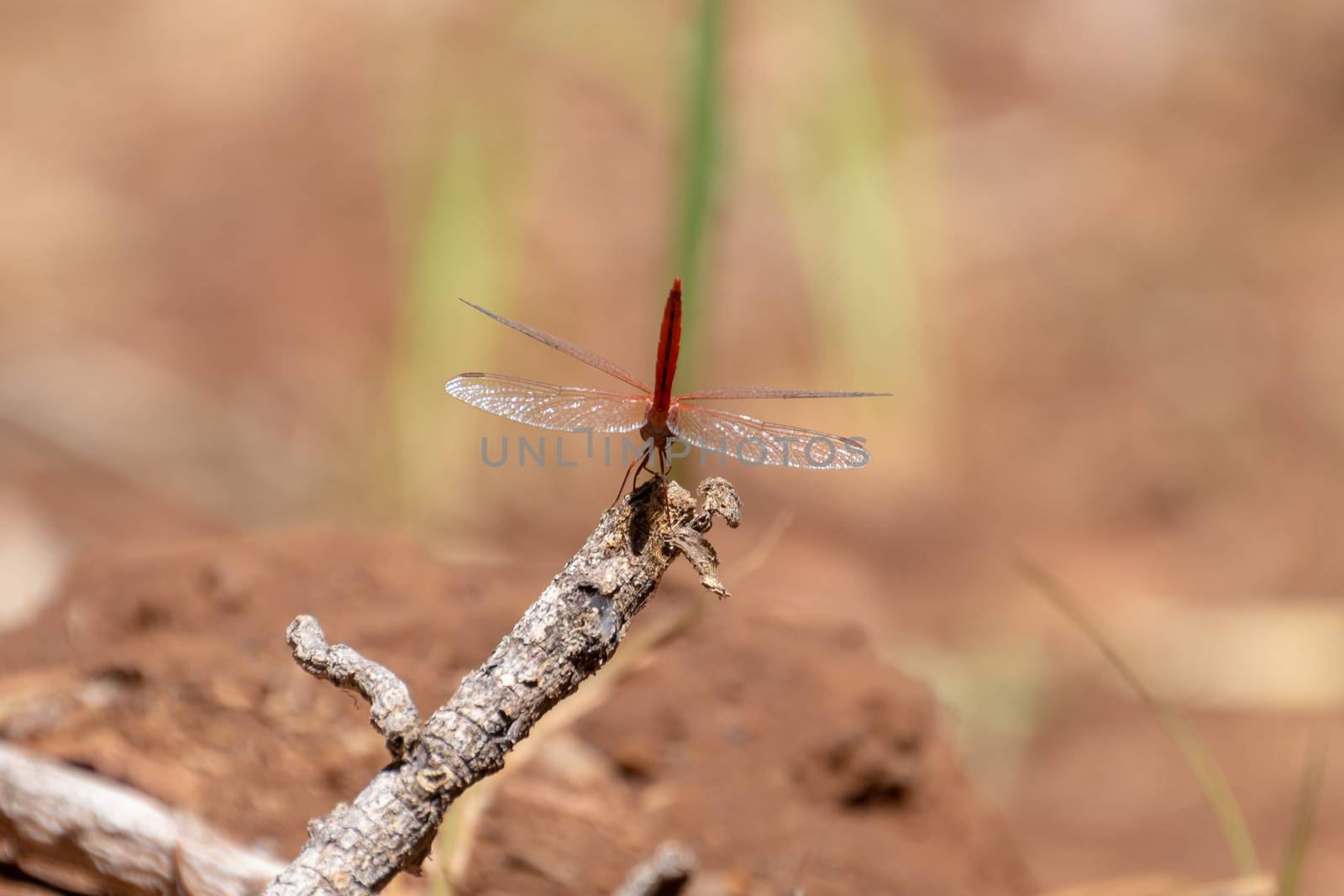 Tail of red Dragon Fly at Dales Gorge Karijini National Park Australia