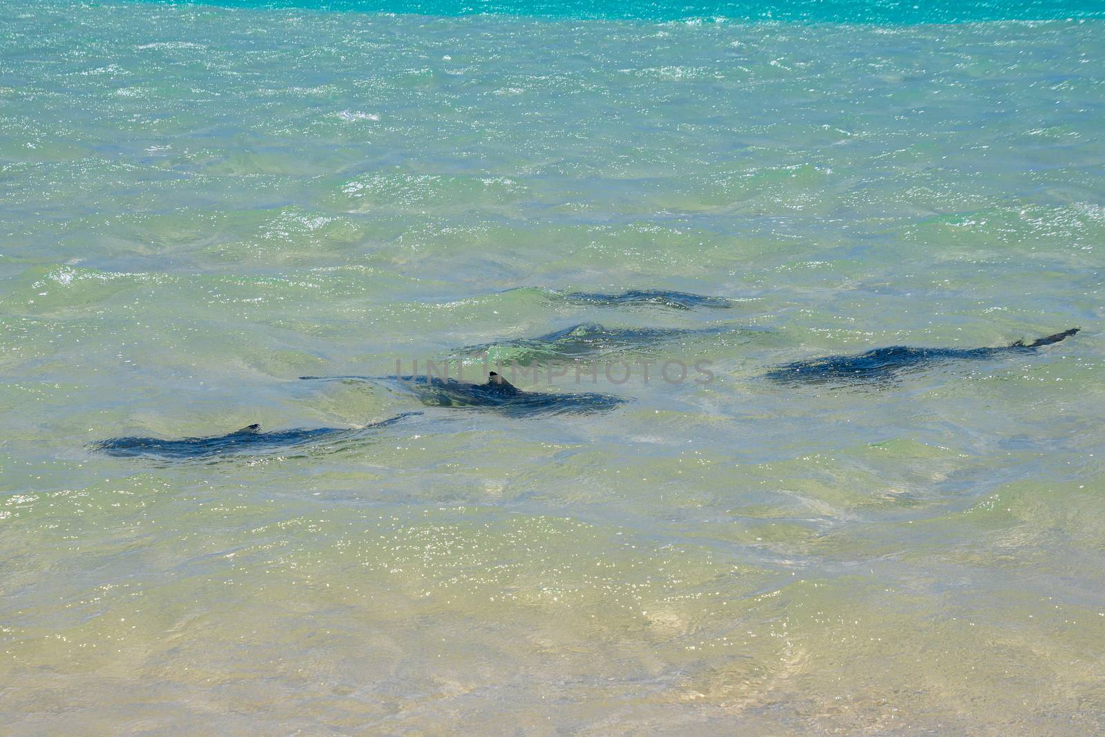 Swarm of reef shark raising their newborns at Coral Bay along the Ningaloo Reef by MXW_Stock