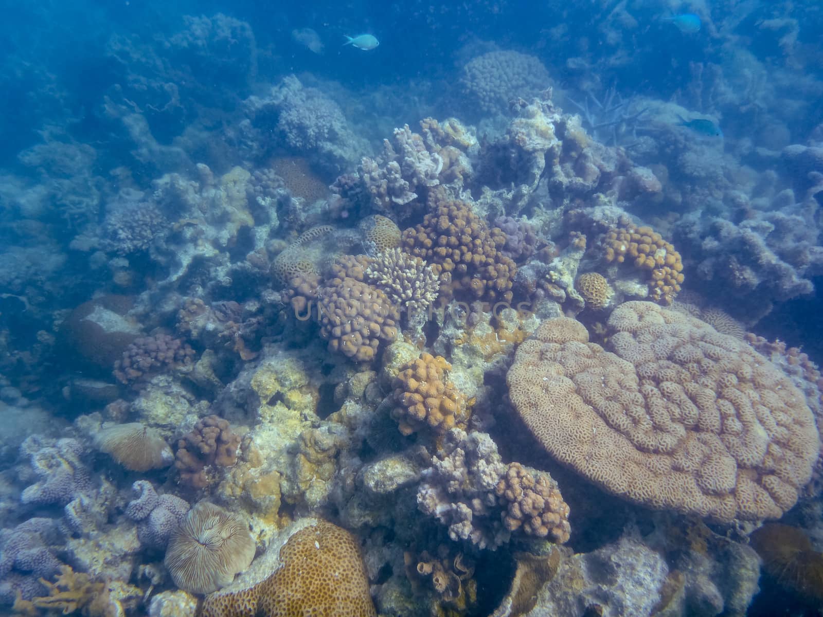 Spongy corals in different variations at Ningaloo Reef Coral Bay Australia
