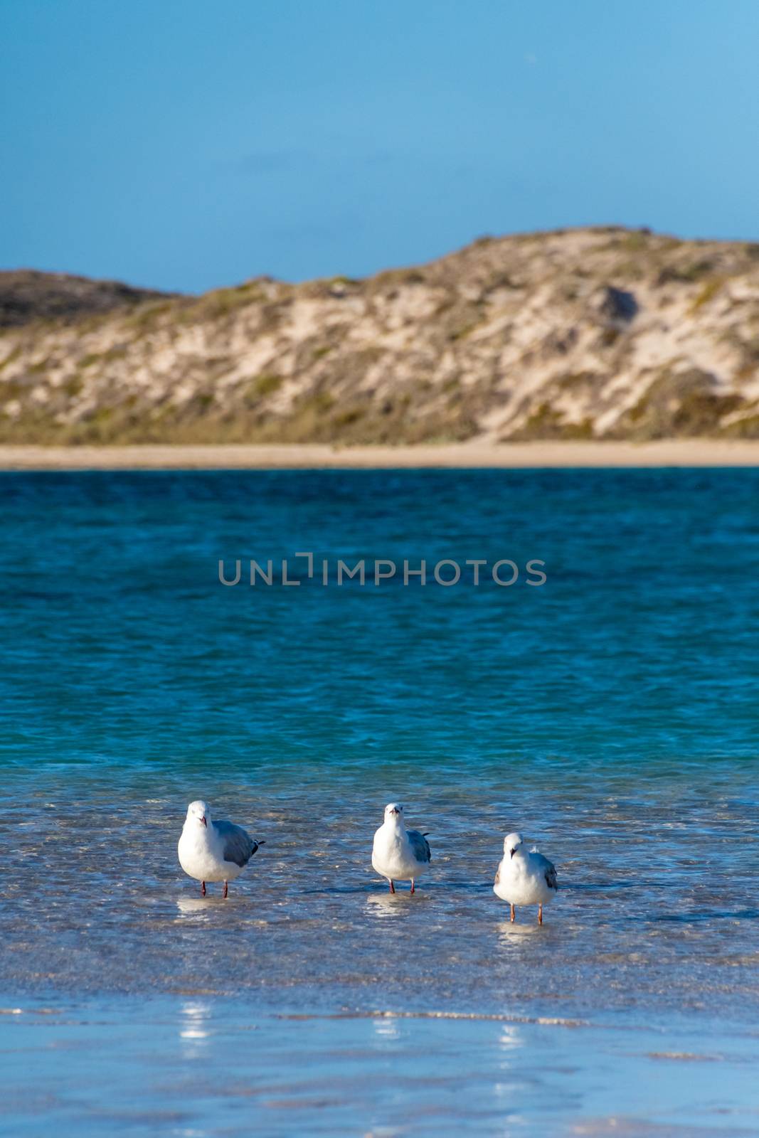 Three seagulls in shallow water in front of sand dunes of Coral Bay during sunset by MXW_Stock