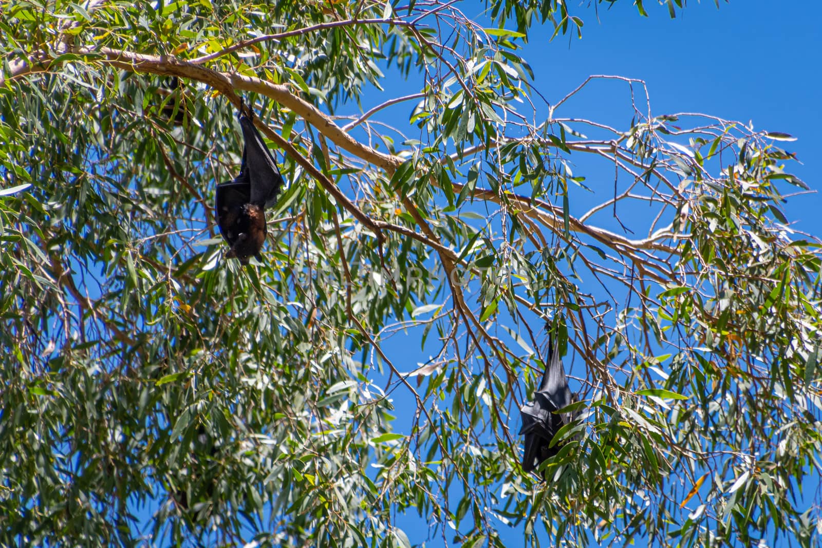 Two flying foxes megabats sleeping in eucalyptus tree at Karijini National Park by MXW_Stock