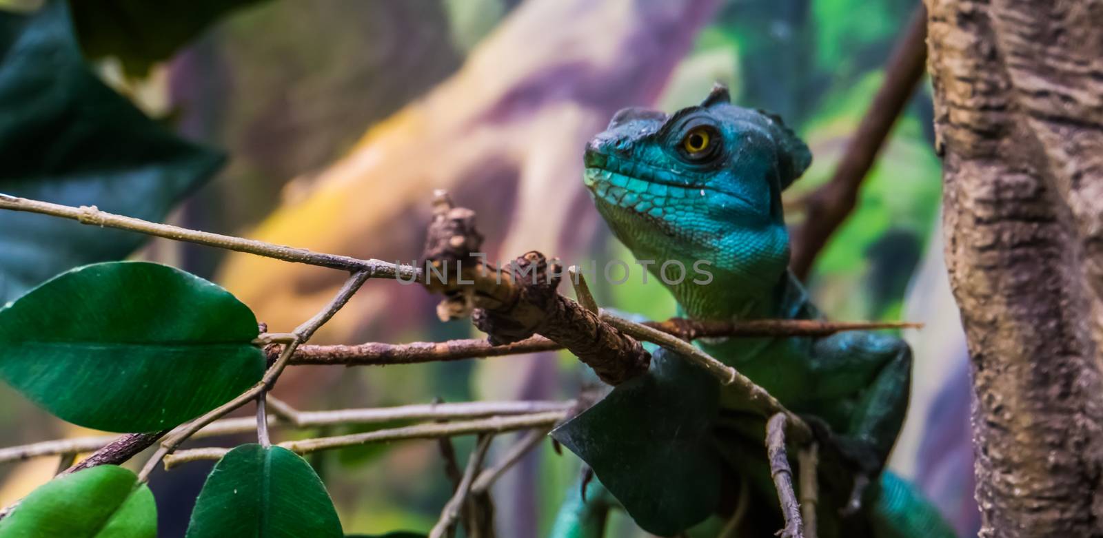 green plumed basilisk with its face in closeup, tropical reptile specie from America by charlottebleijenberg