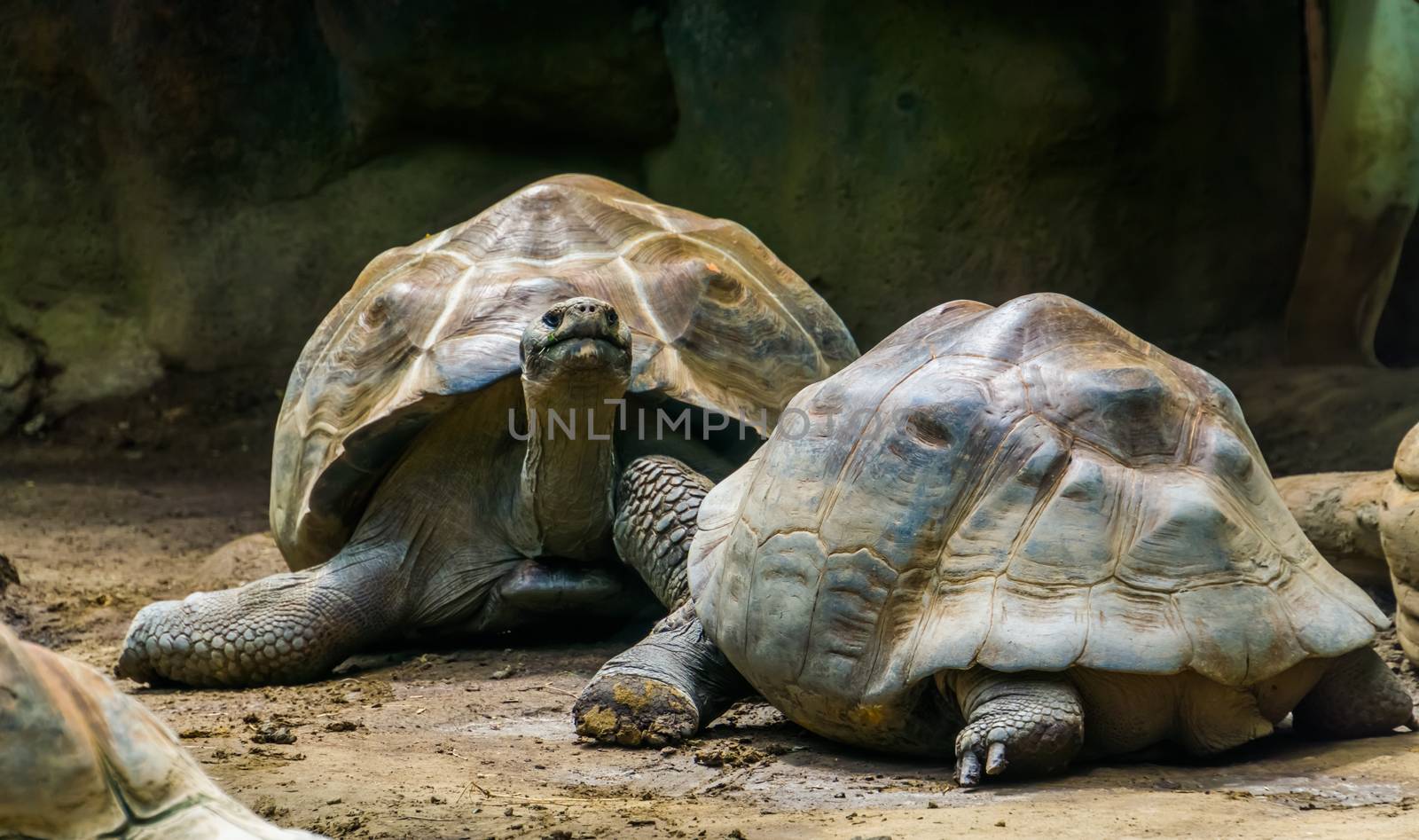 couple of galapagos tortoises close together, Giant and vulnerable land turtle specie from the Galapagos islands by charlottebleijenberg