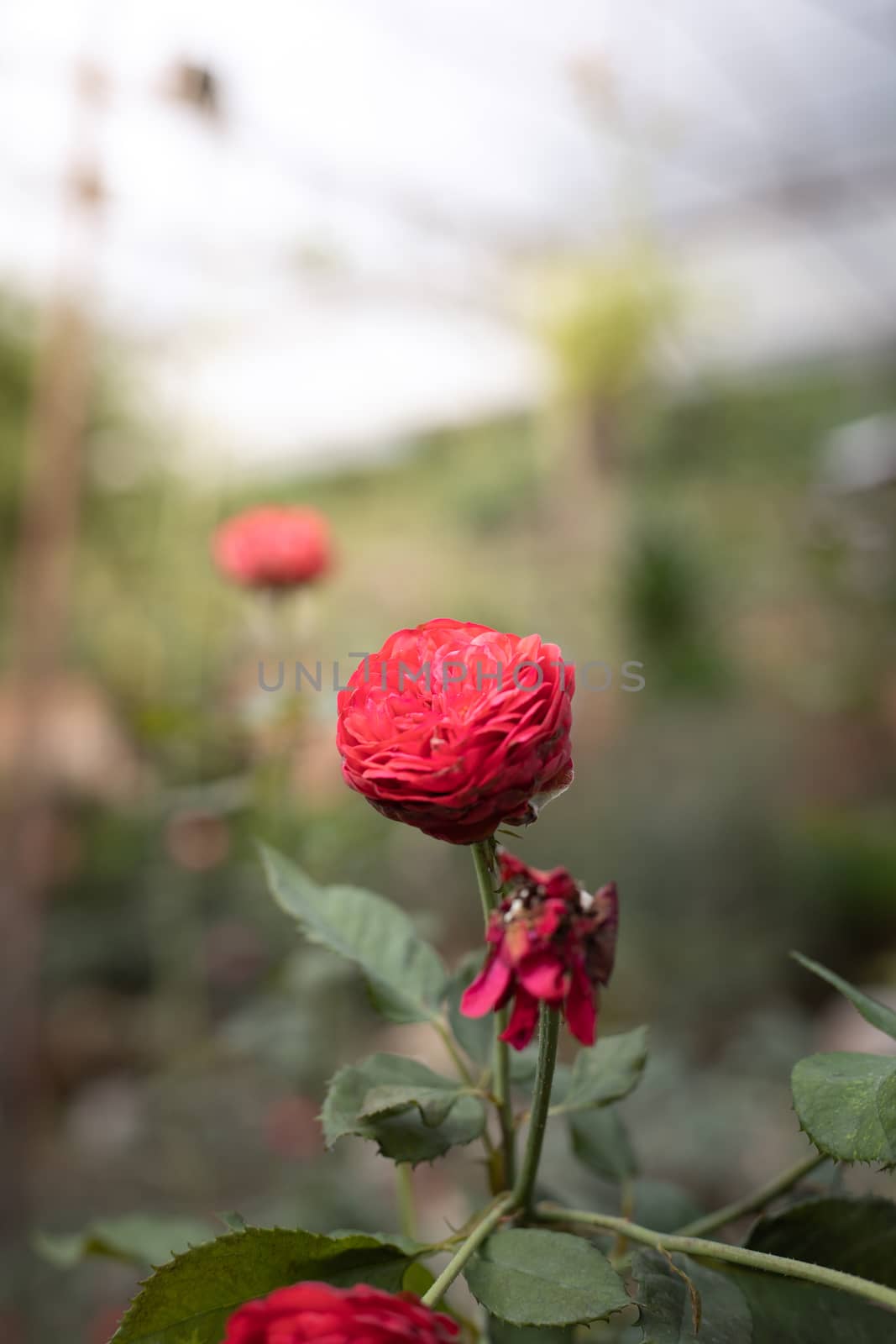 Roses in the garden  by teerawit