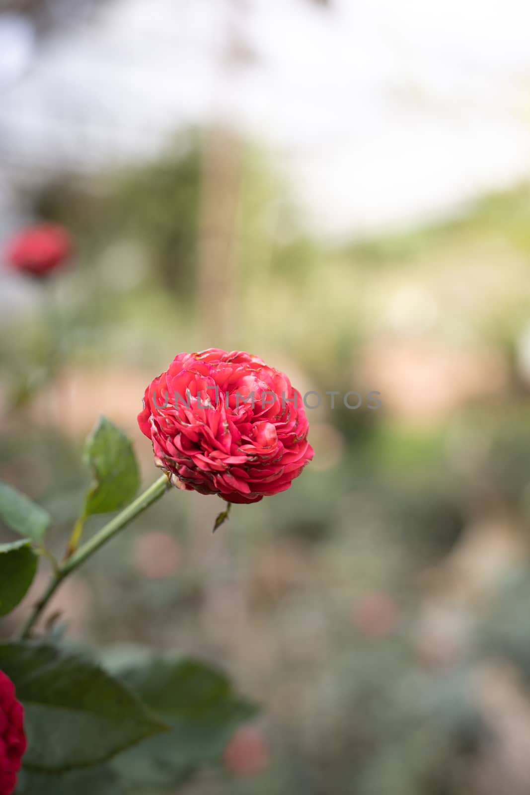 Roses in the garden  by teerawit