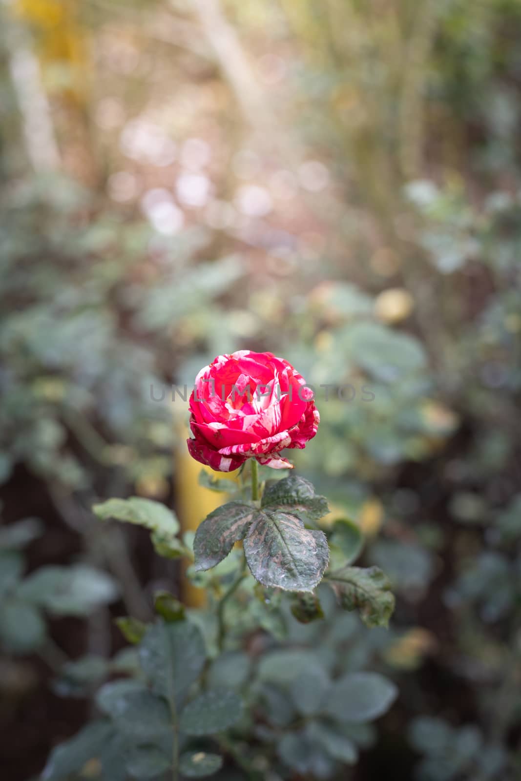 Roses in the garden, Roses are beautiful with a beautiful sunny day.