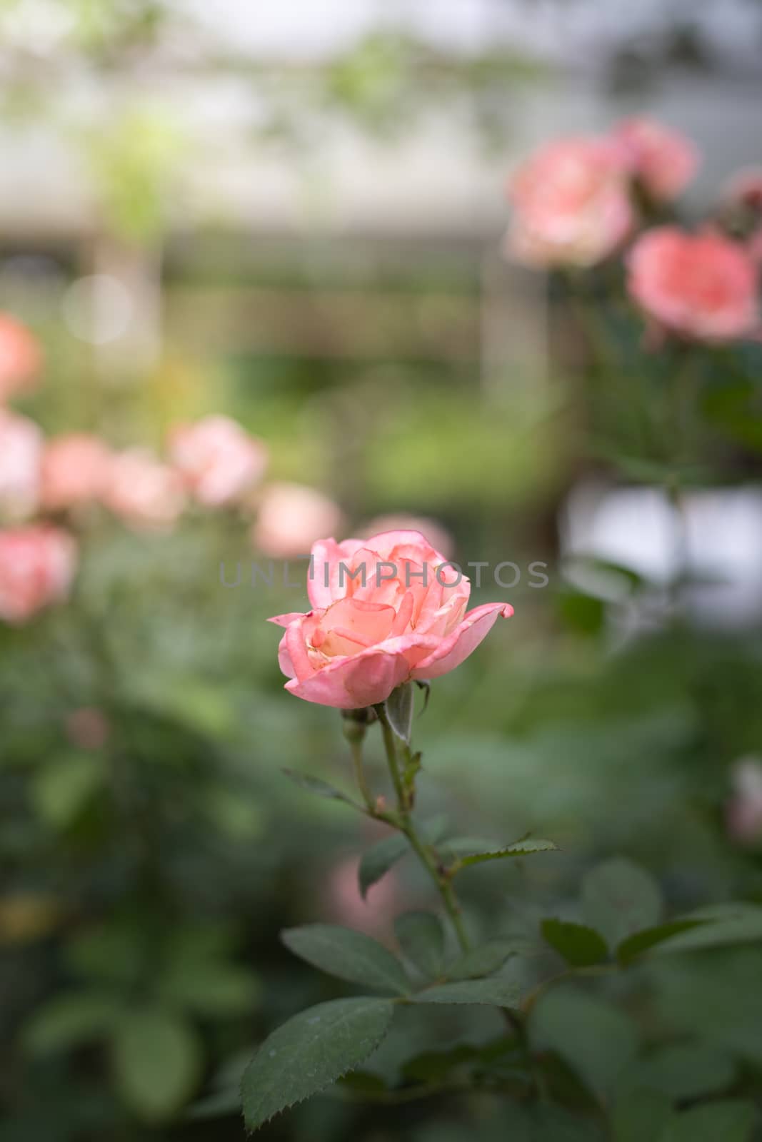 Roses in the garden, Roses are beautiful with a beautiful sunny day.