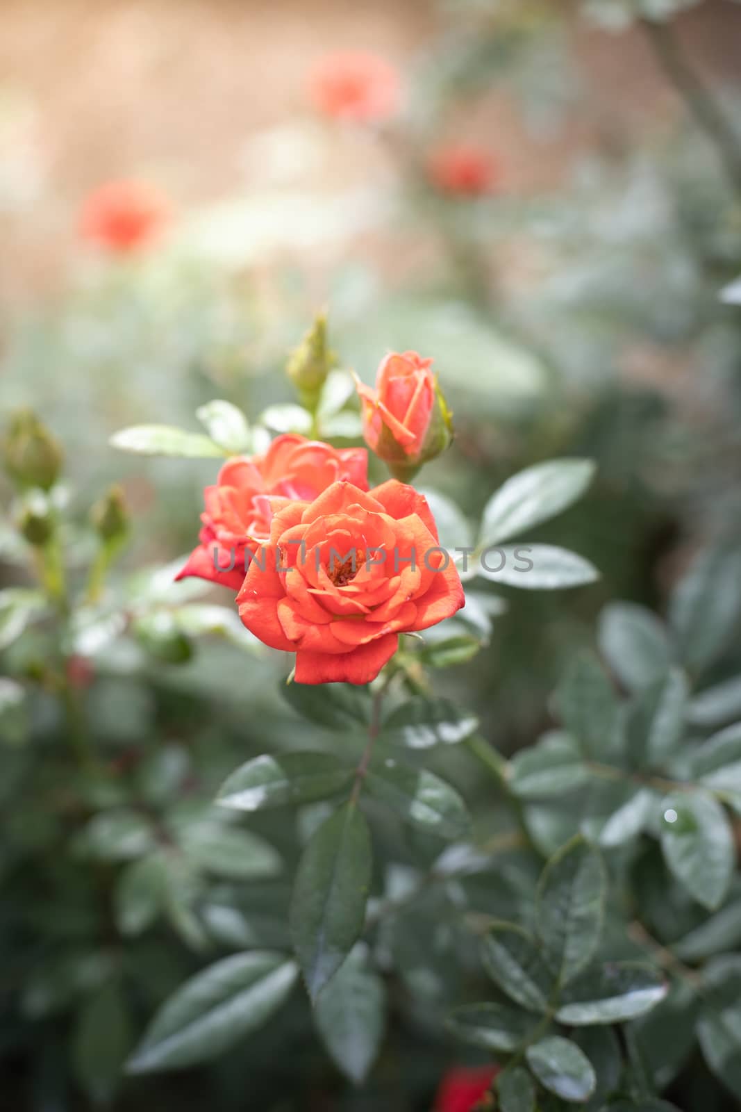 Roses in the garden  by teerawit