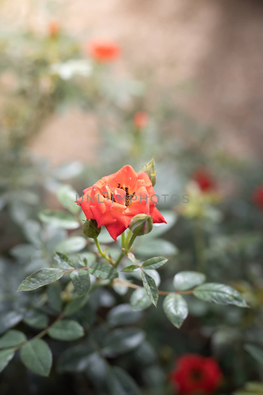 Roses in the garden  by teerawit