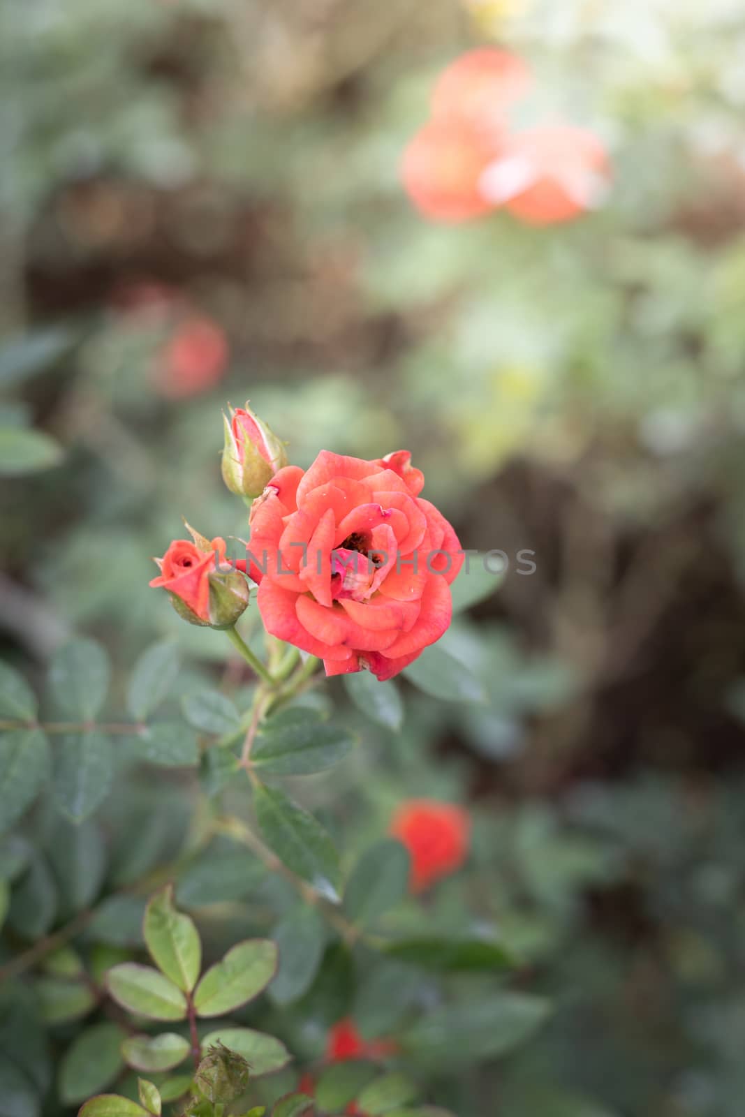 Roses in the garden  by teerawit