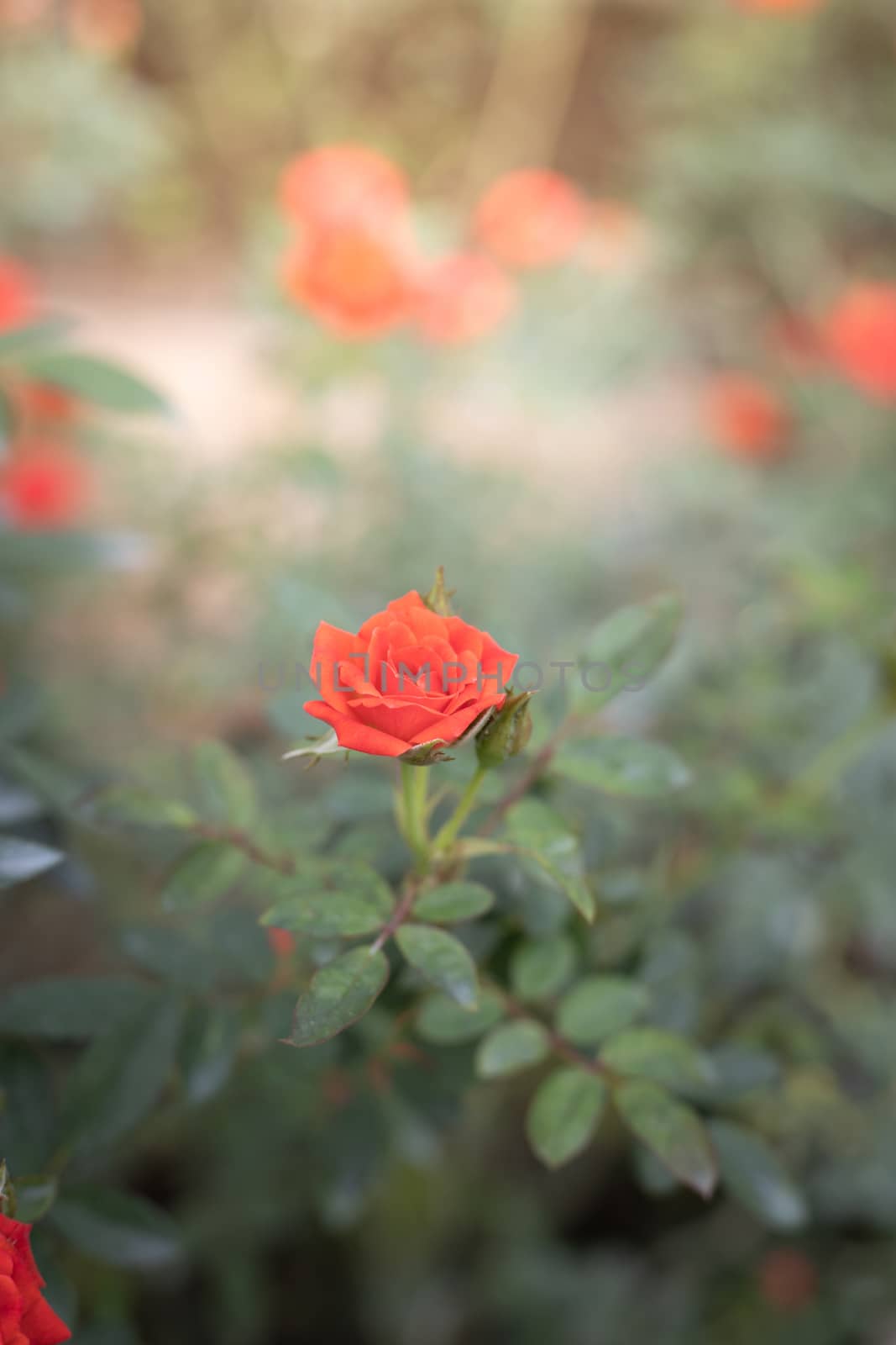 Roses in the garden  by teerawit