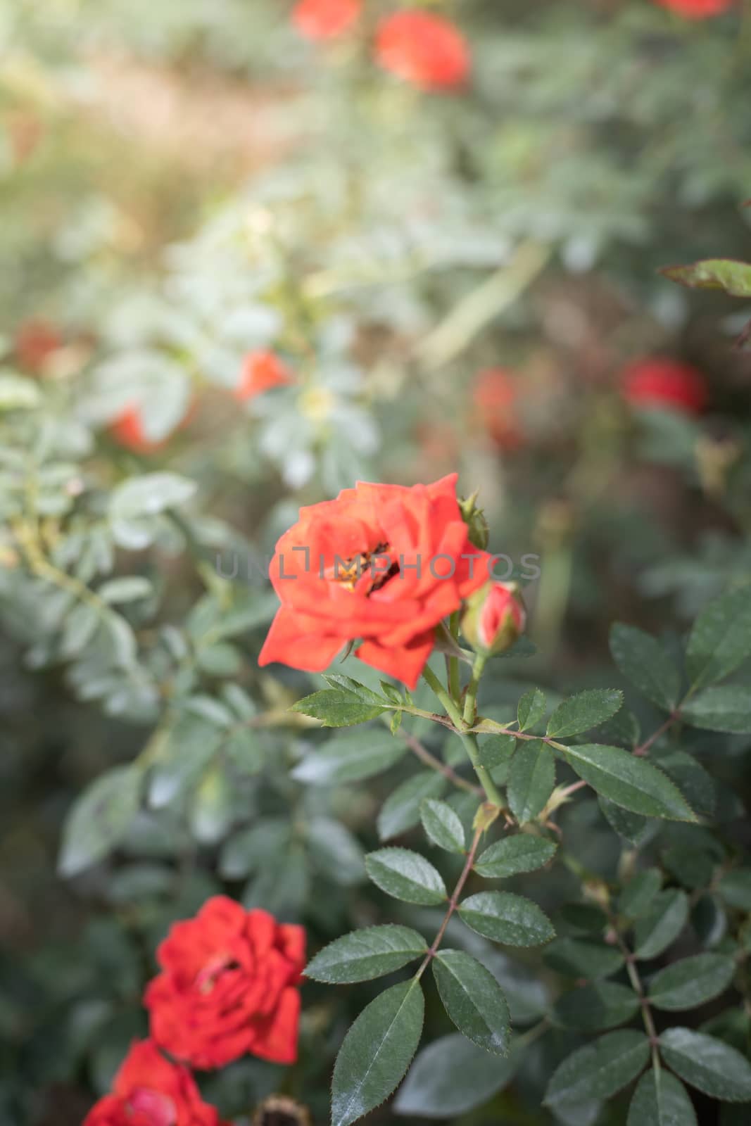 Roses in the garden  by teerawit