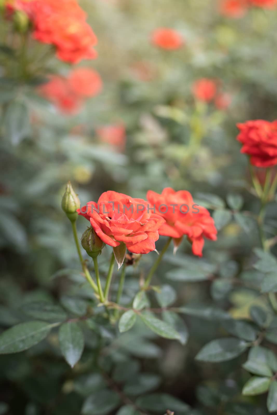 Roses in the garden, Roses are beautiful with a beautiful sunny day.