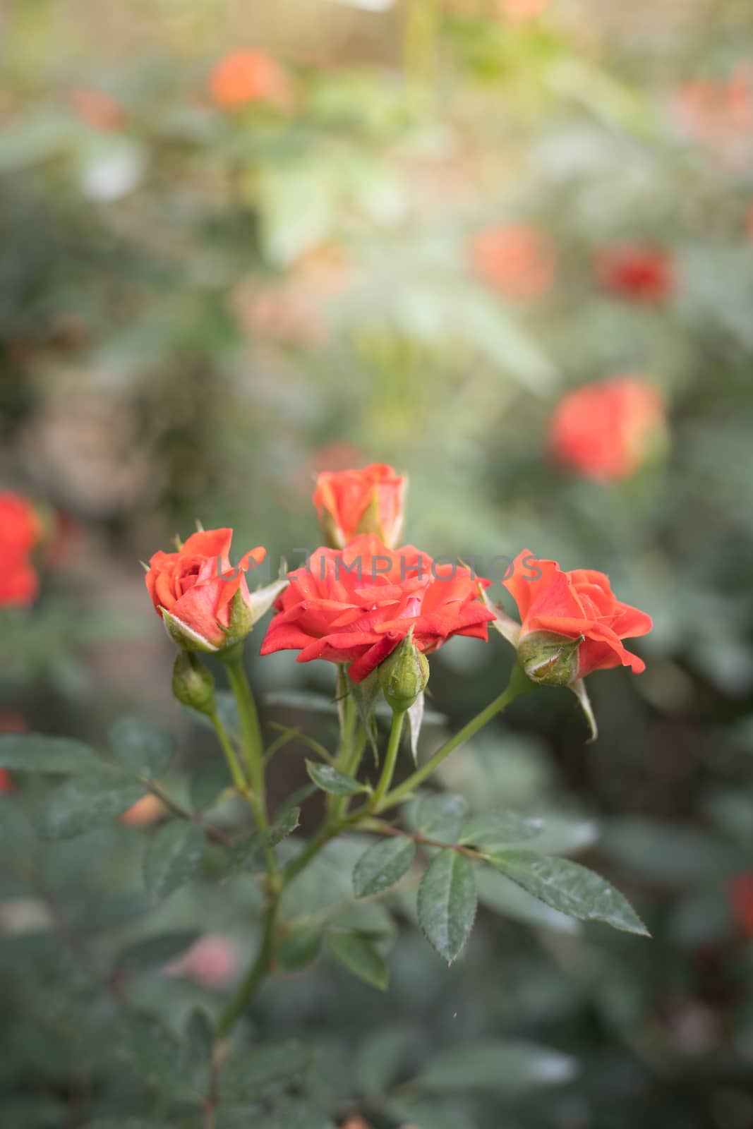 Roses in the garden, Roses are beautiful with a beautiful sunny day.