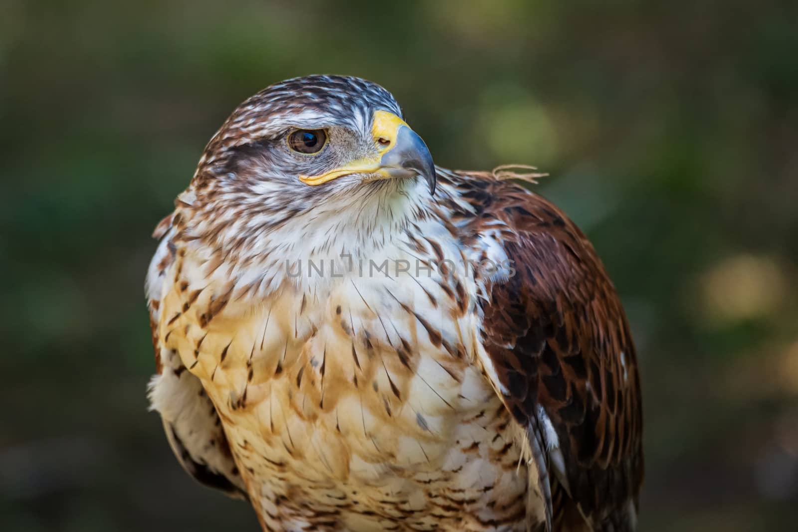 Ferruginous hawk or Butea regalis in side angle view. by backyard_photography
