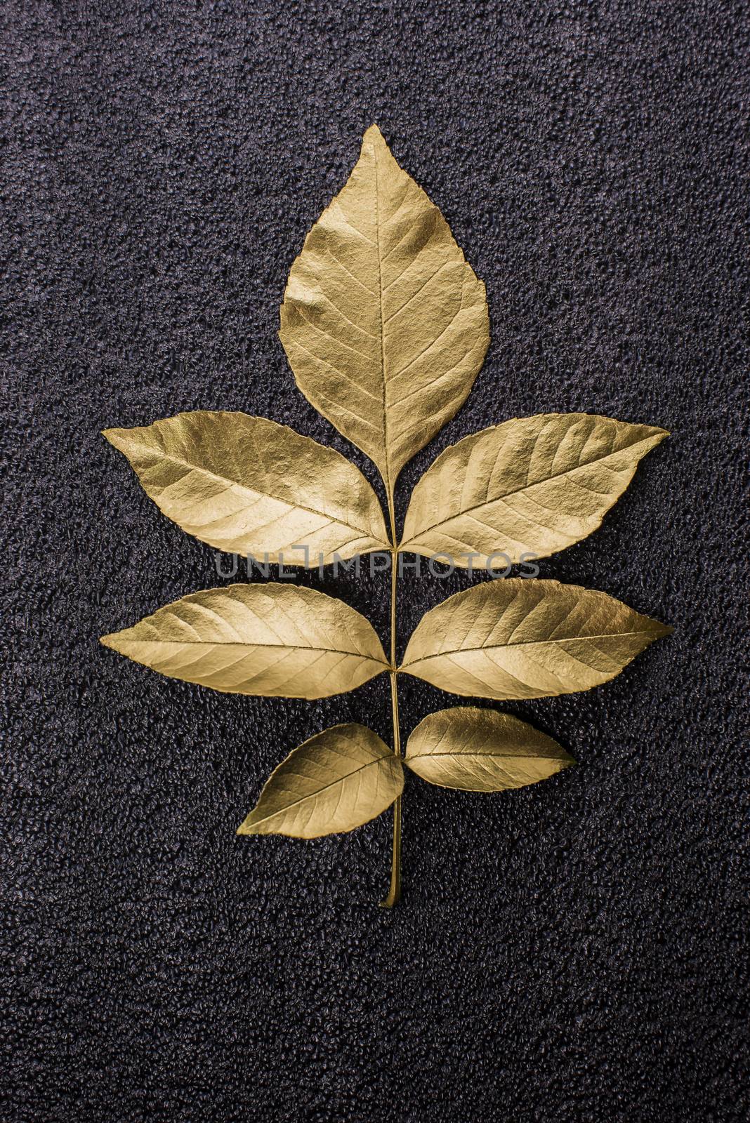 Gold leaf on dark background by butenkow