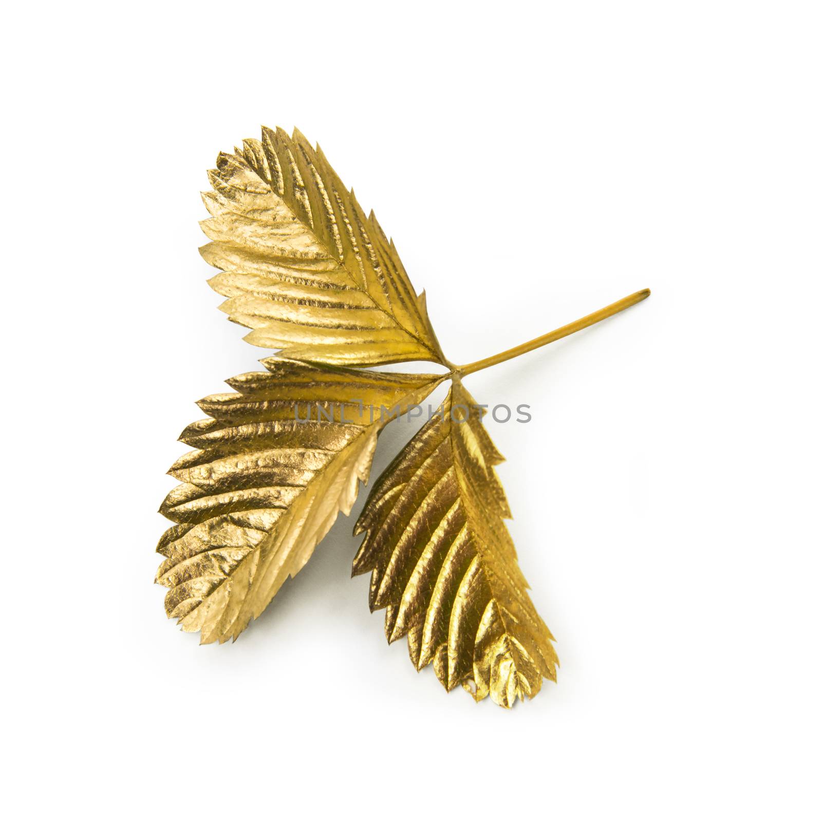 Gold leaf on white background by butenkow