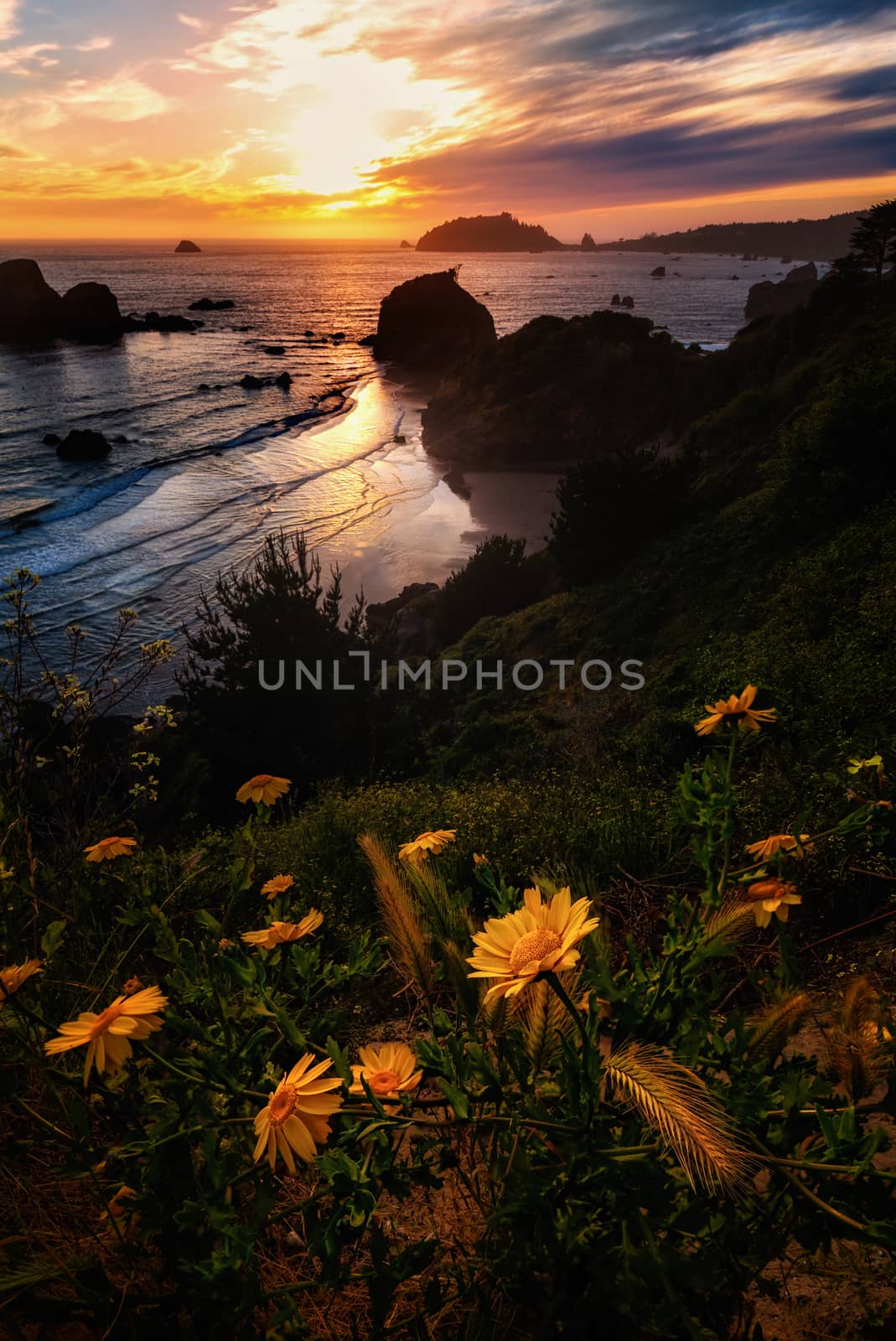 Color image of a beautiful sunset overlooking the Pacific Ocean in Trinidad, California. Yellow flowers in the foreground.