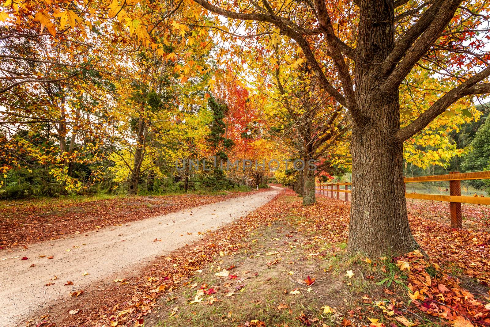 Beautiful scenic country roads in Autumn lined with maples and deciduous trees with leaves an array of various autumnal colour