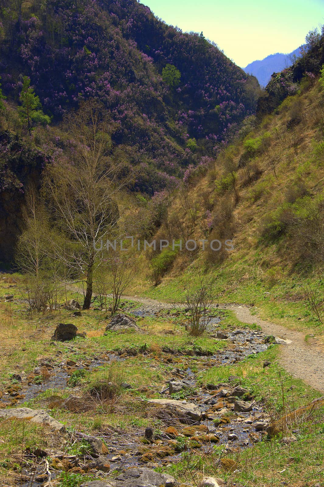 A trail in a mountain gorge, among the hillsides covered with forest and grass.