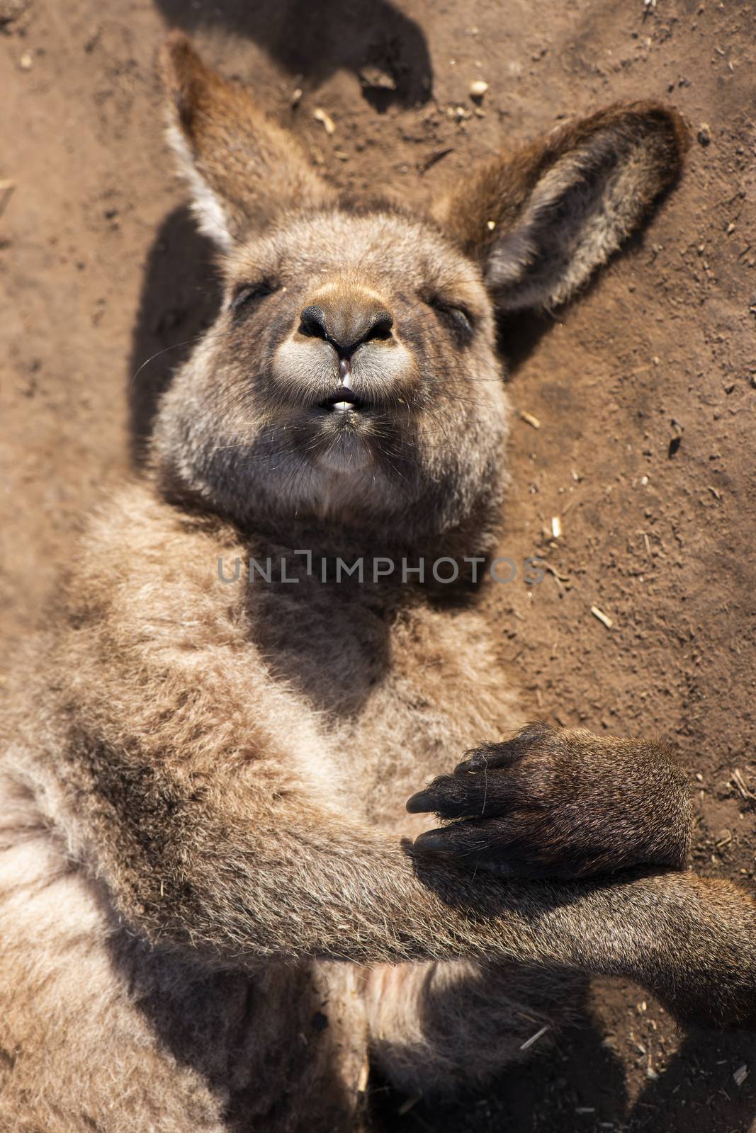 Australian kangaroo outdoors during the day time.