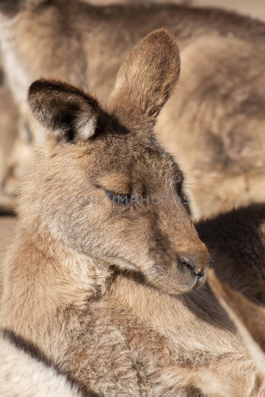 Kangaroo outside during the day time. by artistrobd