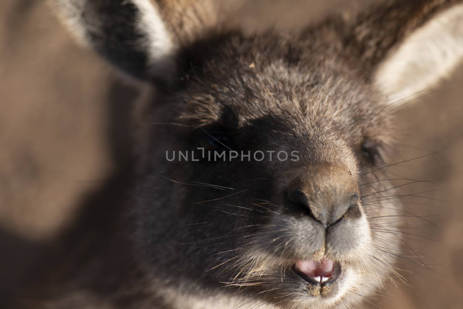 Kangaroo outside during the day time. by artistrobd
