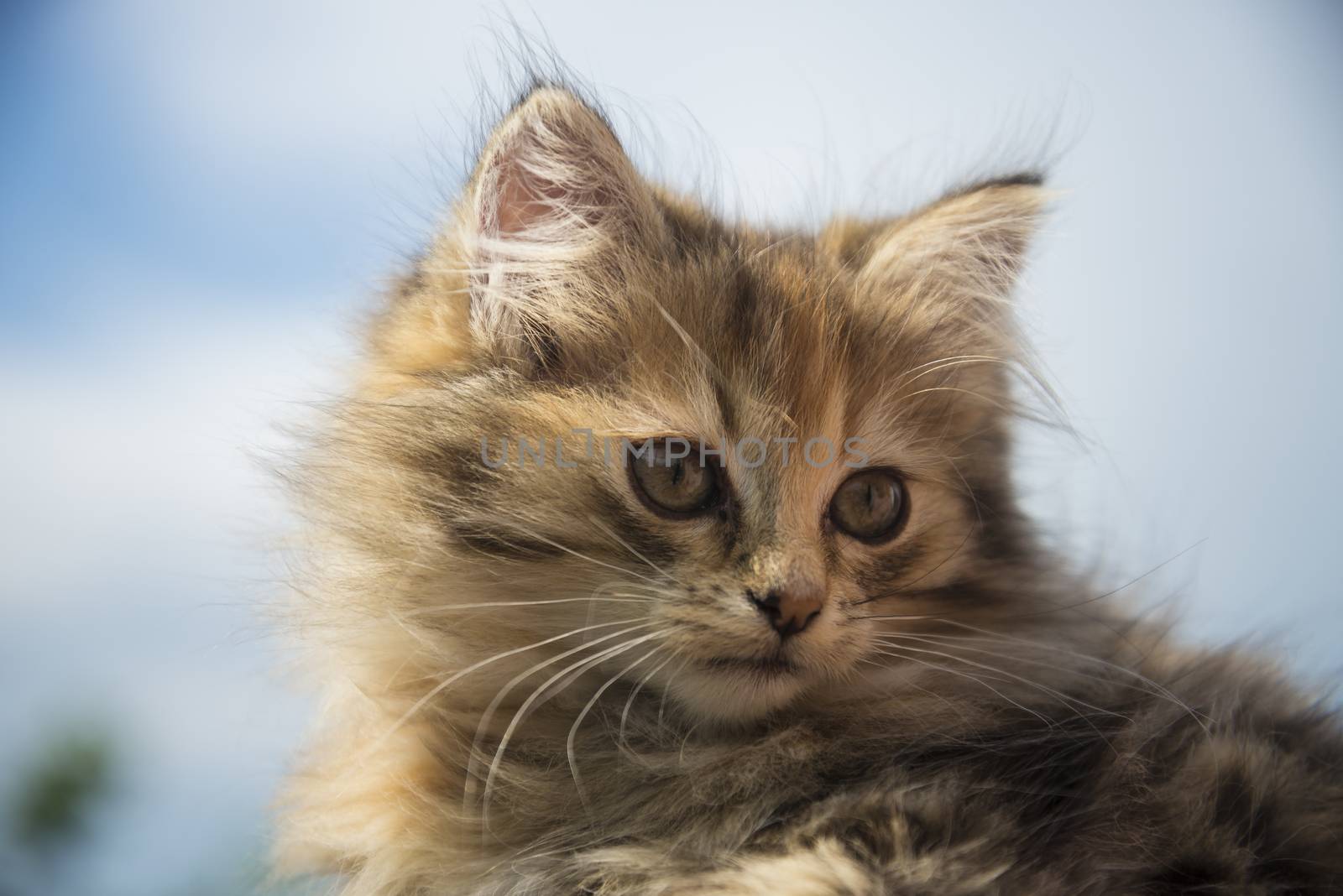 small, cute, beautiful, fluffy kitten close-up in daylight
