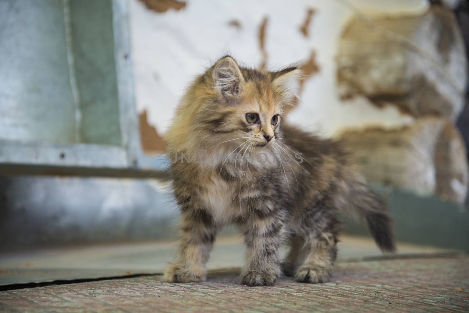 small, cute, beautiful, fluffy kitten close-up in daylight