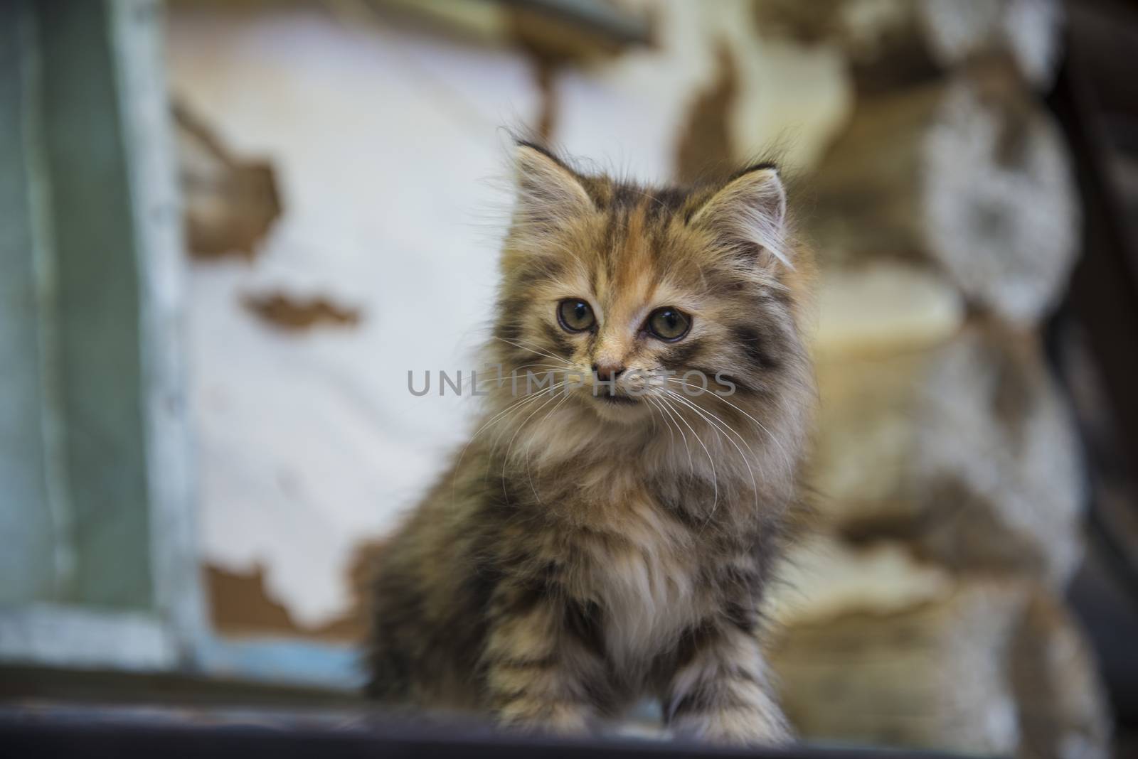 small, cute, beautiful, fluffy kitten close-up in daylight