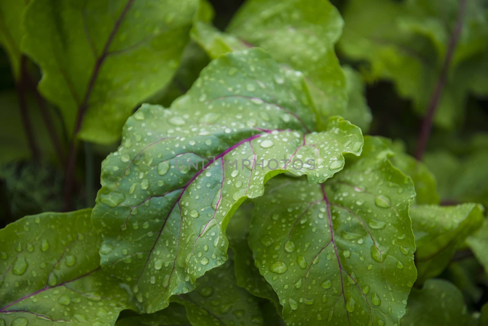Green leaf with water drops for background