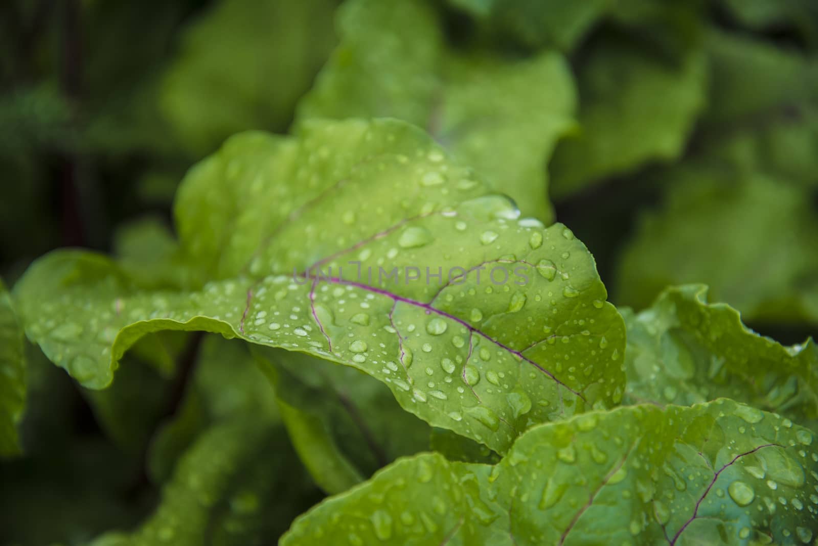 Green leaf with water drops for background