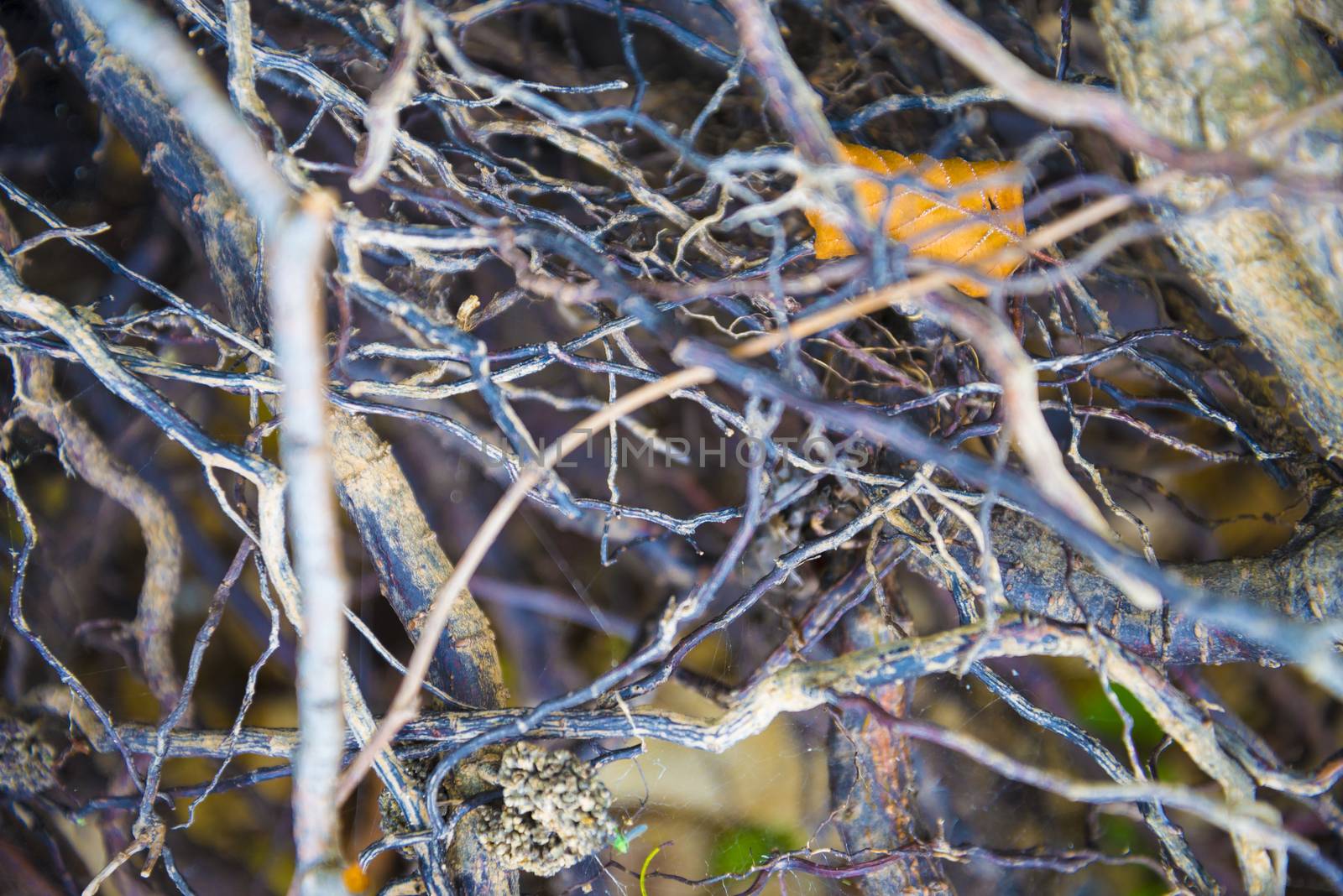 Tree roots very small. Abstract natural background