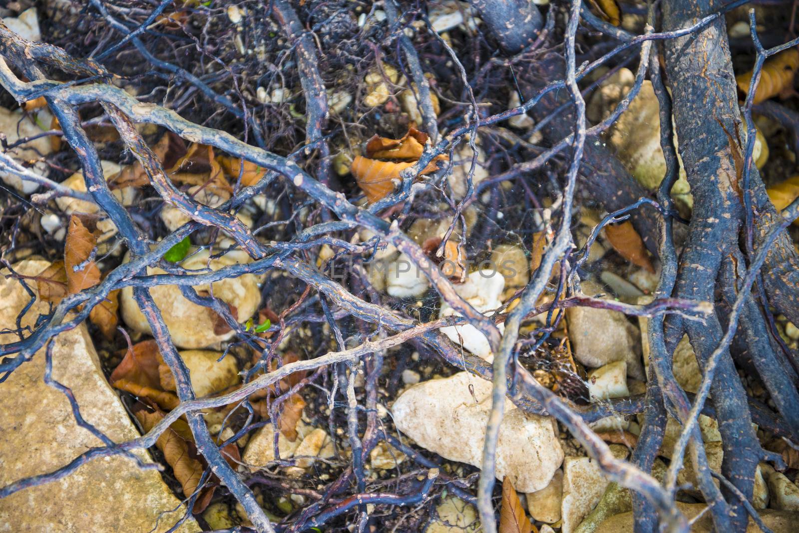 Tree roots very small. Abstract natural background