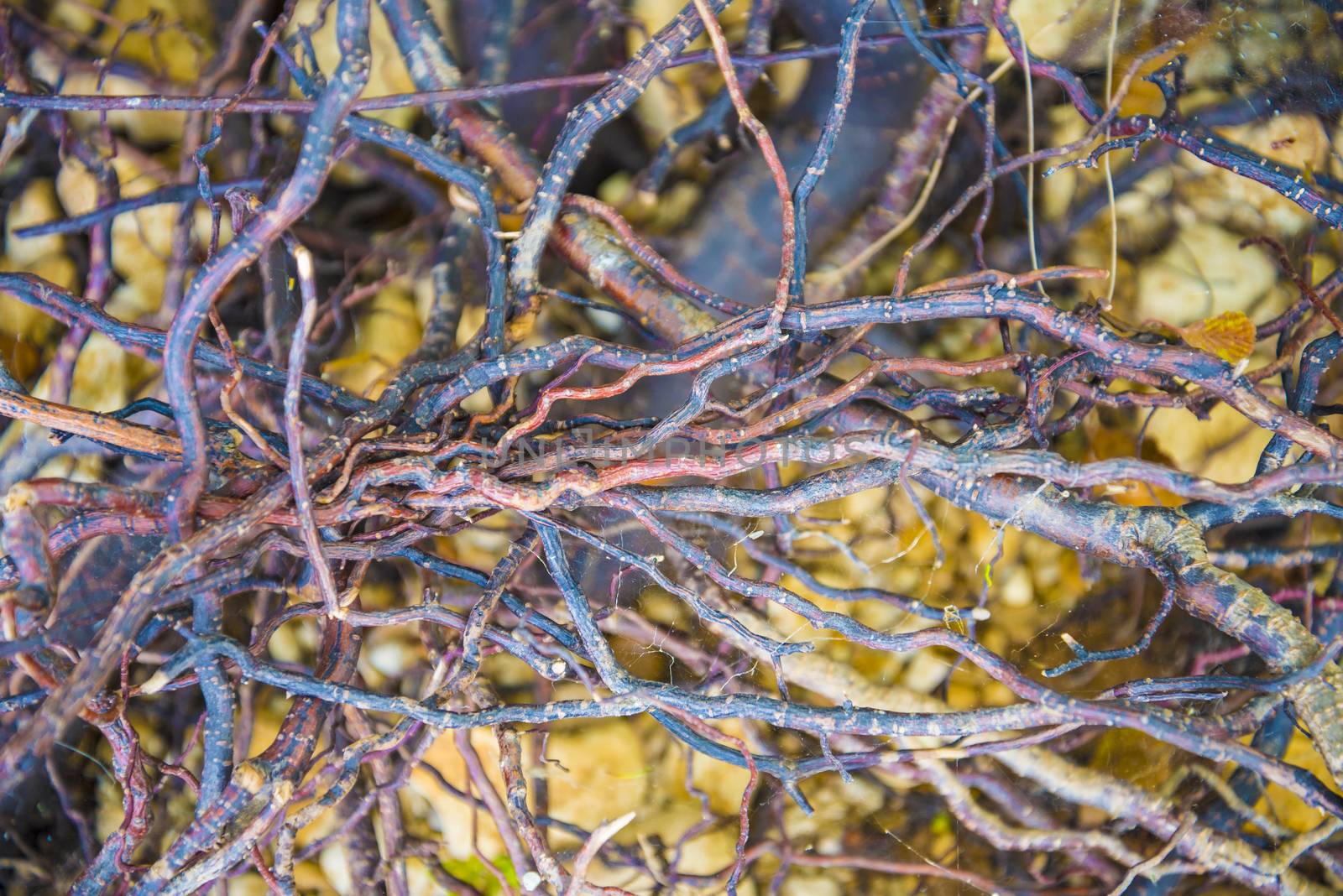 Tree roots very small. Abstract natural background