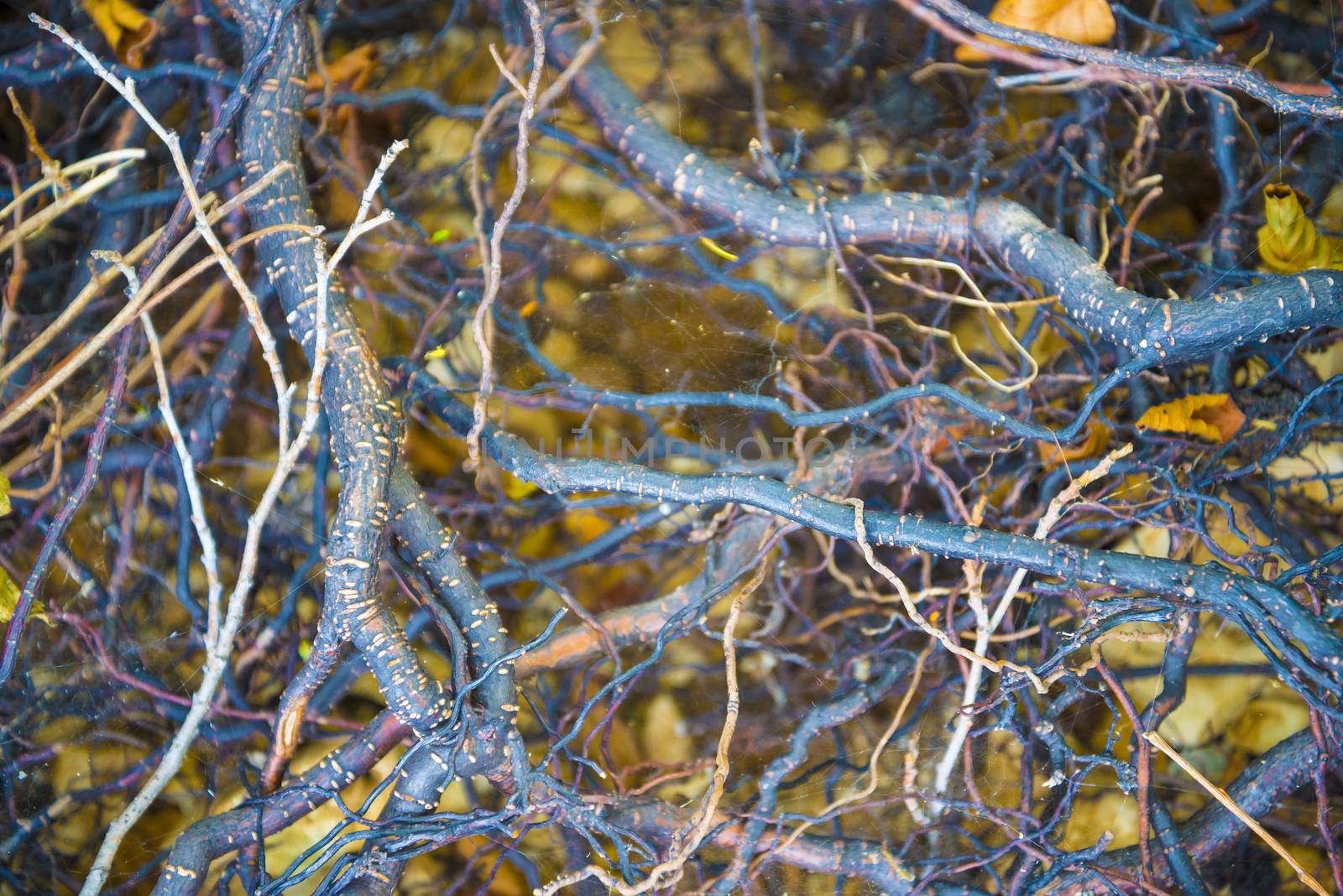 Tree roots very small. Abstract natural background