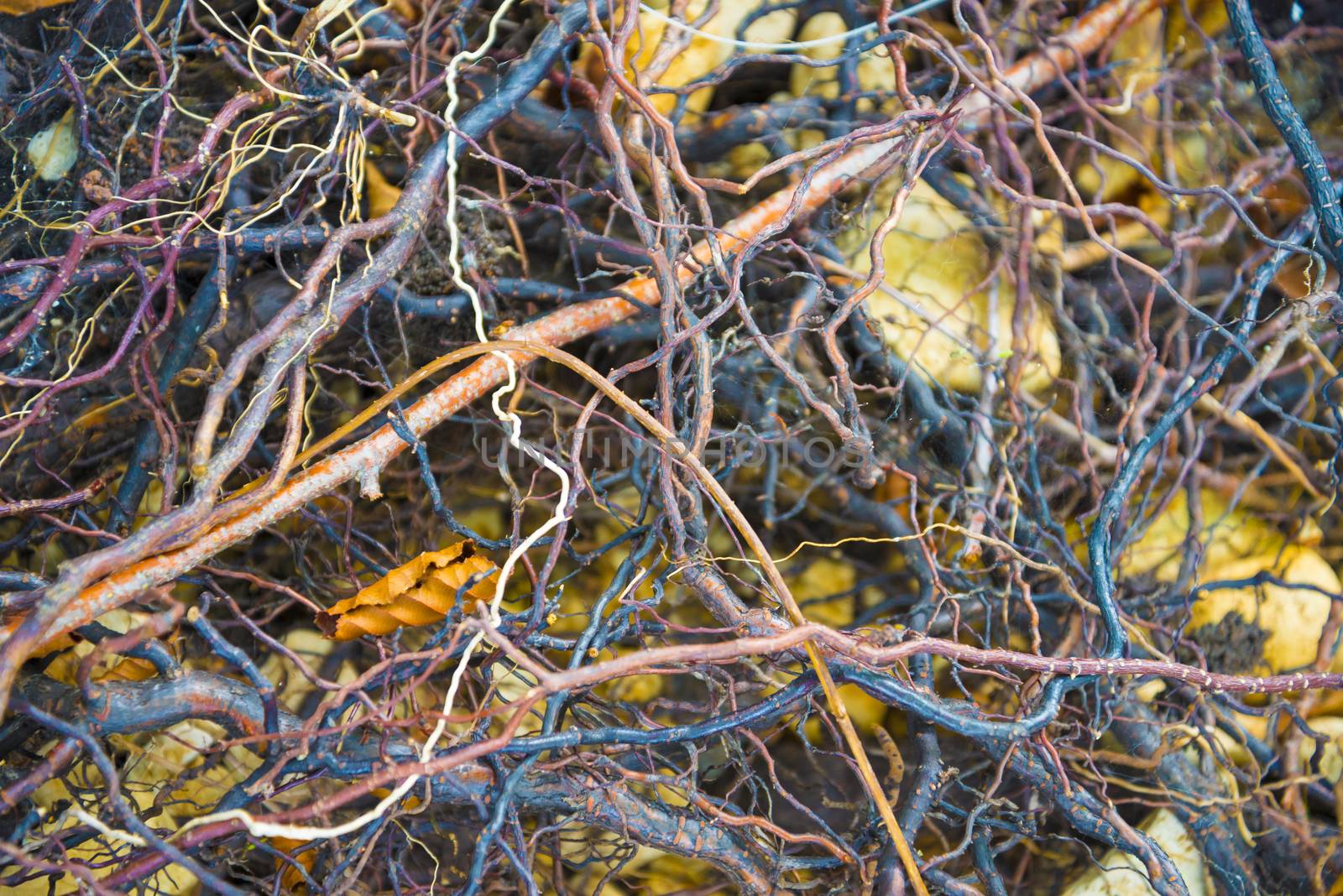 Tree roots very small. Abstract natural background