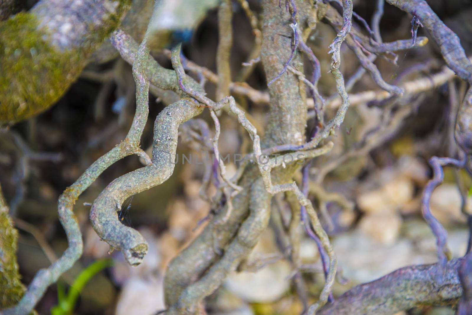 Tree roots very small. Abstract natural background