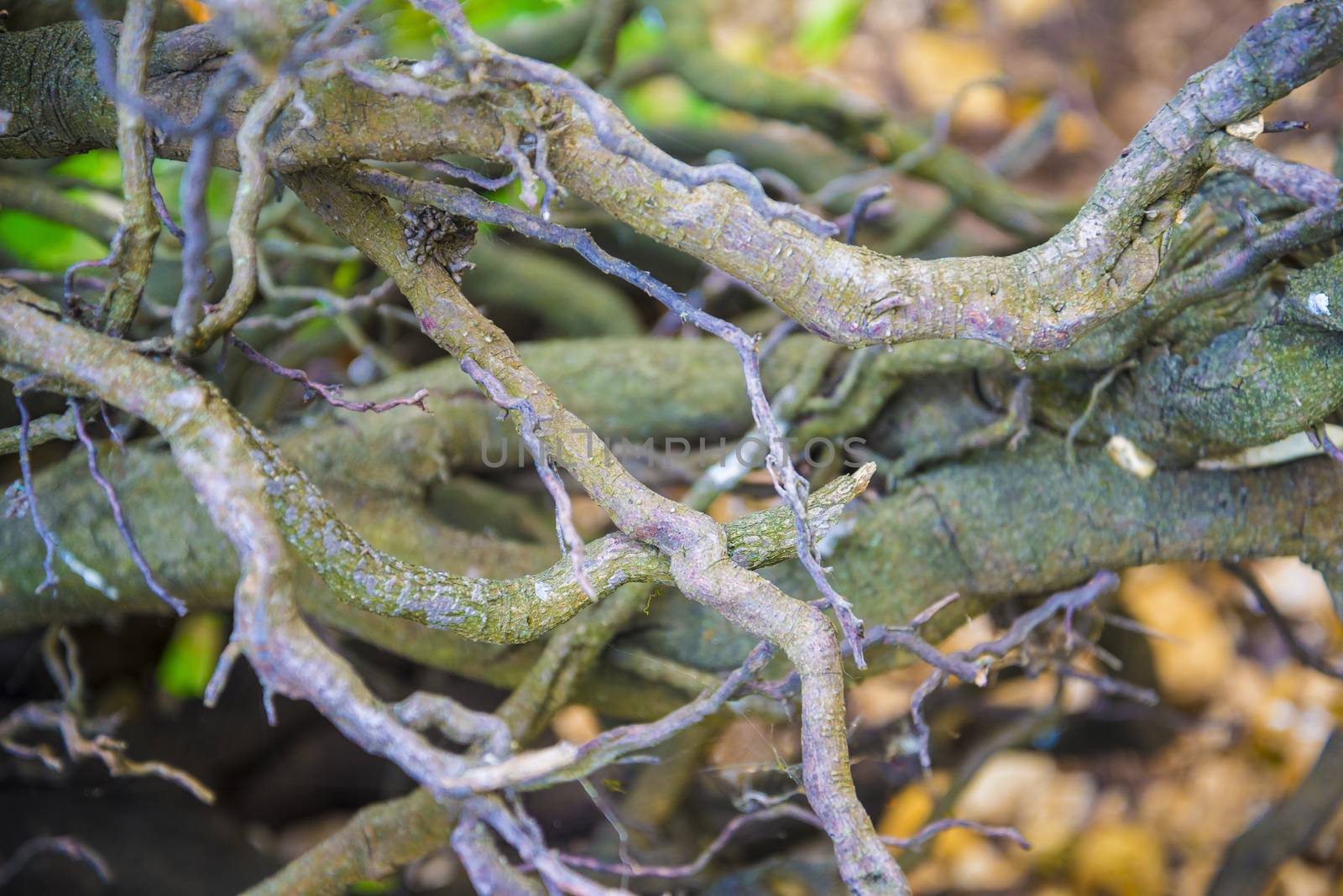 Tree roots very small. Abstract natural background