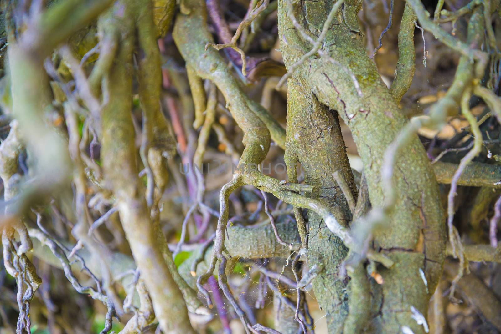 Tree roots very small. Abstract natural background